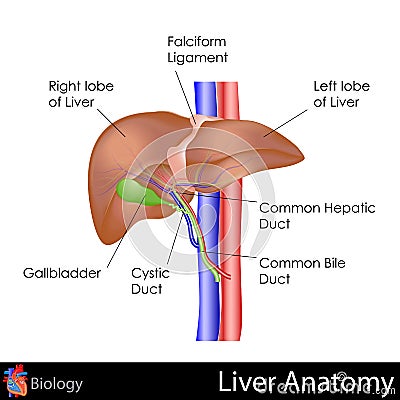 Human Liver Anatomy Cartoon Illustration