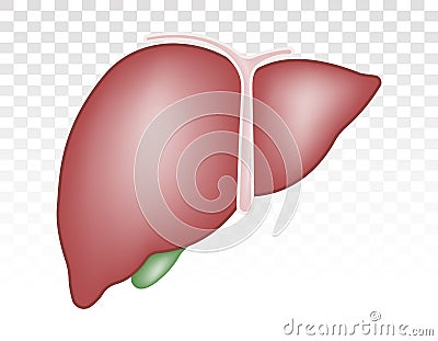 Human liver anatomy with gallbladder flat colours icon for apps and websites Vector Illustration