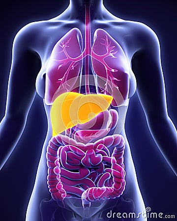 Human Liver Anatomy Stock Photo