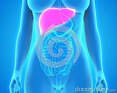 Human Liver Anatomy Stock Photo