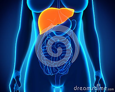 Human Liver Anatomy Stock Photo