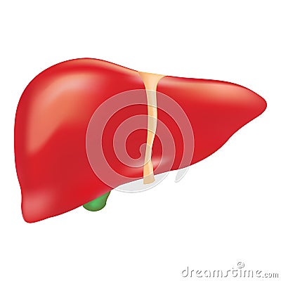 Human Liver Anatomy Isolated On A White Background. Realistic Vector Illustration. Vector Illustration