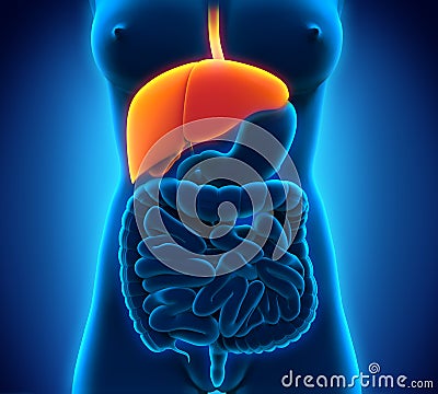 Human Liver Anatomy in X-ray View Stock Photo