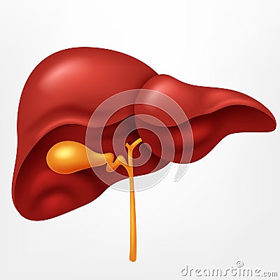 Human liver in digestive system illustration Vector Illustration