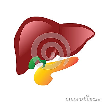Human liver, gallbladder, pancreas anatomy Vector Illustration