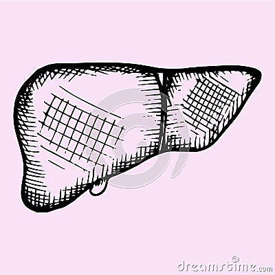 Human liver Vector Illustration