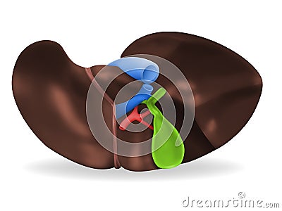 Human liver illustration Vector Illustration