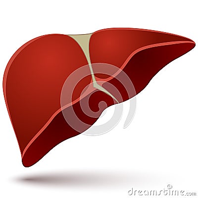 Human liver illustration Vector Illustration