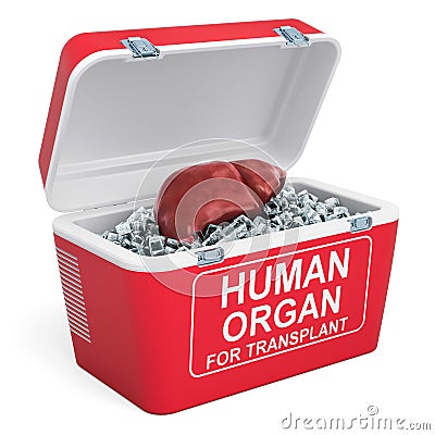 Human liver inside portable fridge for transporting donor organs Stock Photo