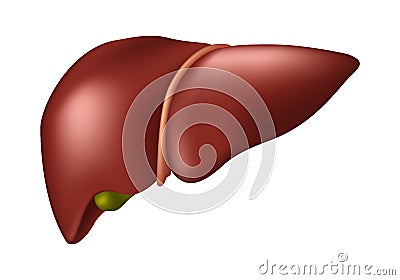 Human Liver - Human Organs Collection, realistic vector illustration Vector Illustration