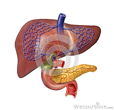 Human Liver system cutaway Stock Photo