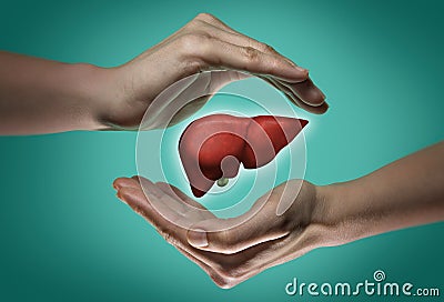 The concept of a healthy liver. Stock Photo