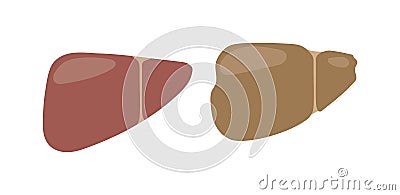 Human liver vector illustration. Vector Illustration