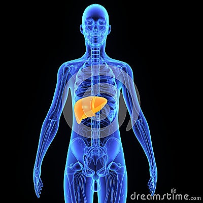 Human Liver Stock Photo