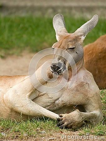 Human looking kangaroo Stock Photo