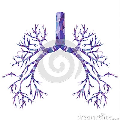 Human low poly bronchus with trachea, carina in purple and blue. Vector Illustration