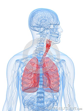 Human lung Cartoon Illustration