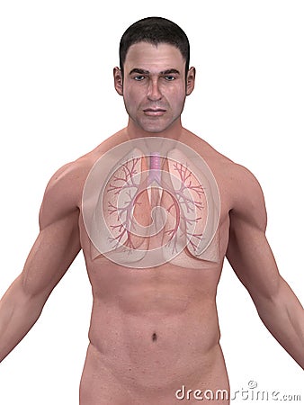 Human lung and bronchi Cartoon Illustration