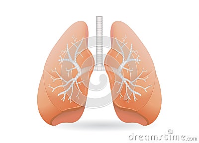 Human lung vector. Vector Illustration
