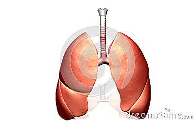 Human lungs Cartoon Illustration