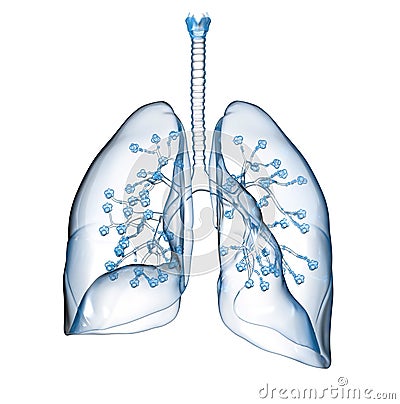 Human lungs with alveolus, medically 3D illustration Stock Photo