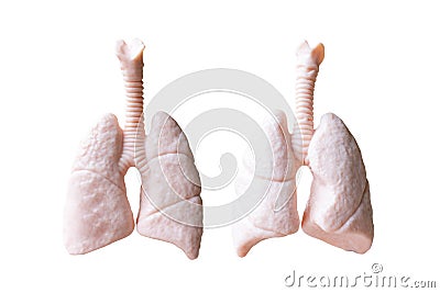 Human Lungs Anatomical Model on white background Stock Photo