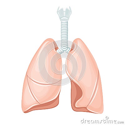 Human lungs anatomy Vector Illustration