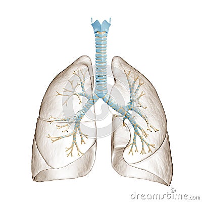 Human lungs with bronchial tree or trachea with bronchi 3D rendering illustration. Blank anatomical diagram or chart on white Cartoon Illustration