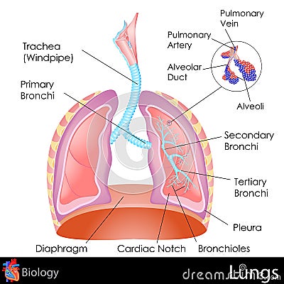 Human Lungs Cartoon Illustration