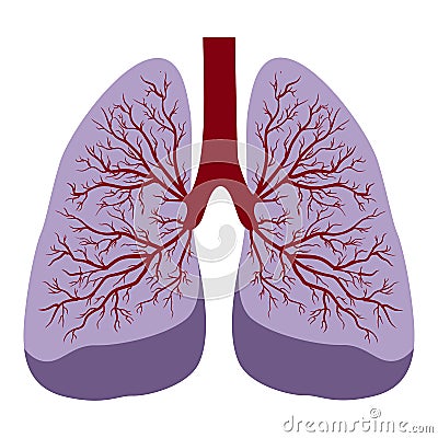 human lungs Vector Illustration