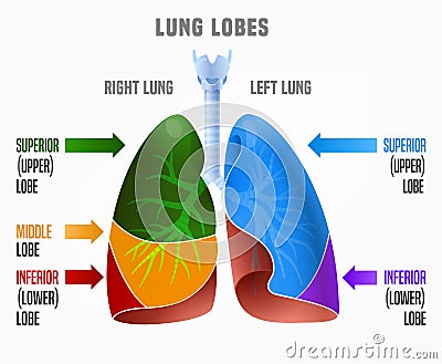 Human lungs infographic Vector Illustration