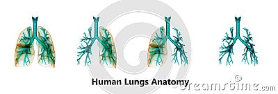 Human Lungs Inside Anatomy Stock Photo