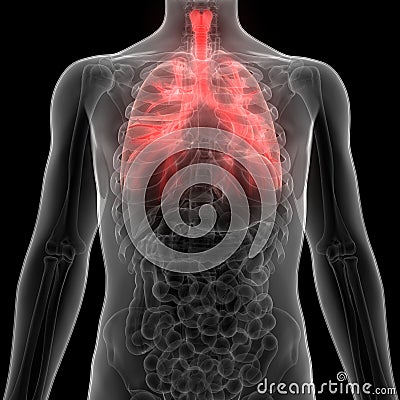 Human Lungs Inside Anatomy Larynx, Trachea, Bronchioles Cartoon Illustration