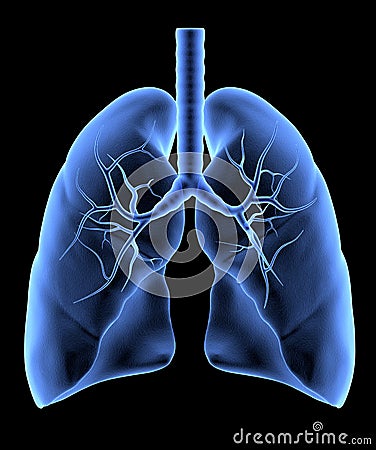 Human Lungs Stock Photo