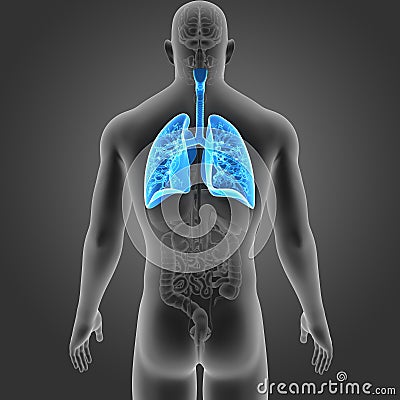 Human Lungs with Organs Posterior view Stock Photo