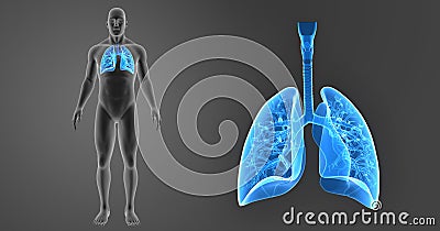 Human Lungs zoom with Body Anterior view Stock Photo