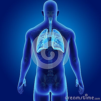 Human Lungs with Skeleton Posterior view Stock Photo