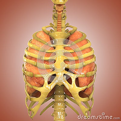 Human Lungs with Skeleton Rib Cage Stock Photo