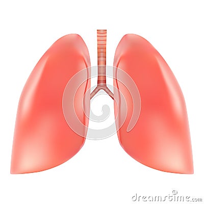 Human Lungs And Trachea Anatomy Isolated On A White Background. Realistic Vector Illustration. Vector Illustration