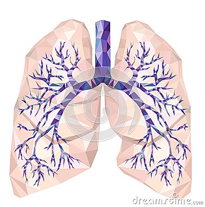 Human lungs with trachea, bronchus, bronchi, carina, in low poly Vector Illustration