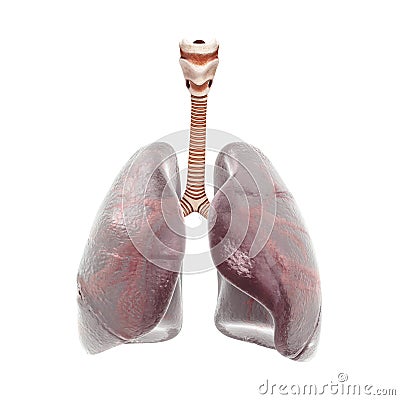 Human lungs and trachea. 3d render Stock Photo