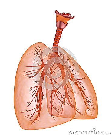 Human lungs and trachea. Medically accurate Cartoon Illustration