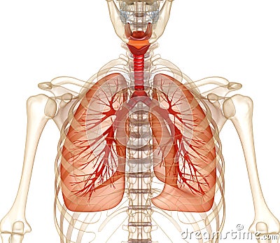 Human lungs, trachea and skeleton Cartoon Illustration