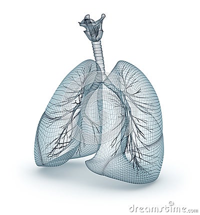 Human lungs and trachea. Wire model Cartoon Illustration