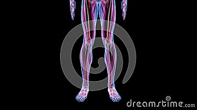 Human Male Anatomy 3D Animation Biology Science Technology Stock Video -  Video of muscle, anatomy: 127907771