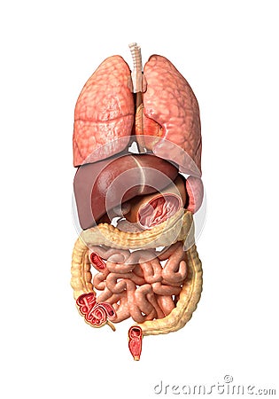 Human male anatomy, internal organs alone, full Respiratory and Stock Photo