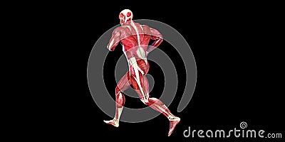 Human Male Body Anatomy Illustration of a human head with visible muscles Stock Photo