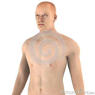 Human Male Muscle Body Stock Photo