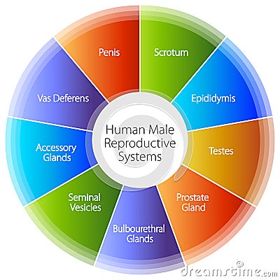 Human Male Reproductive Systems Chart Vector Illustration