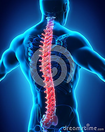 Human Male Spine Anatomy Stock Photo